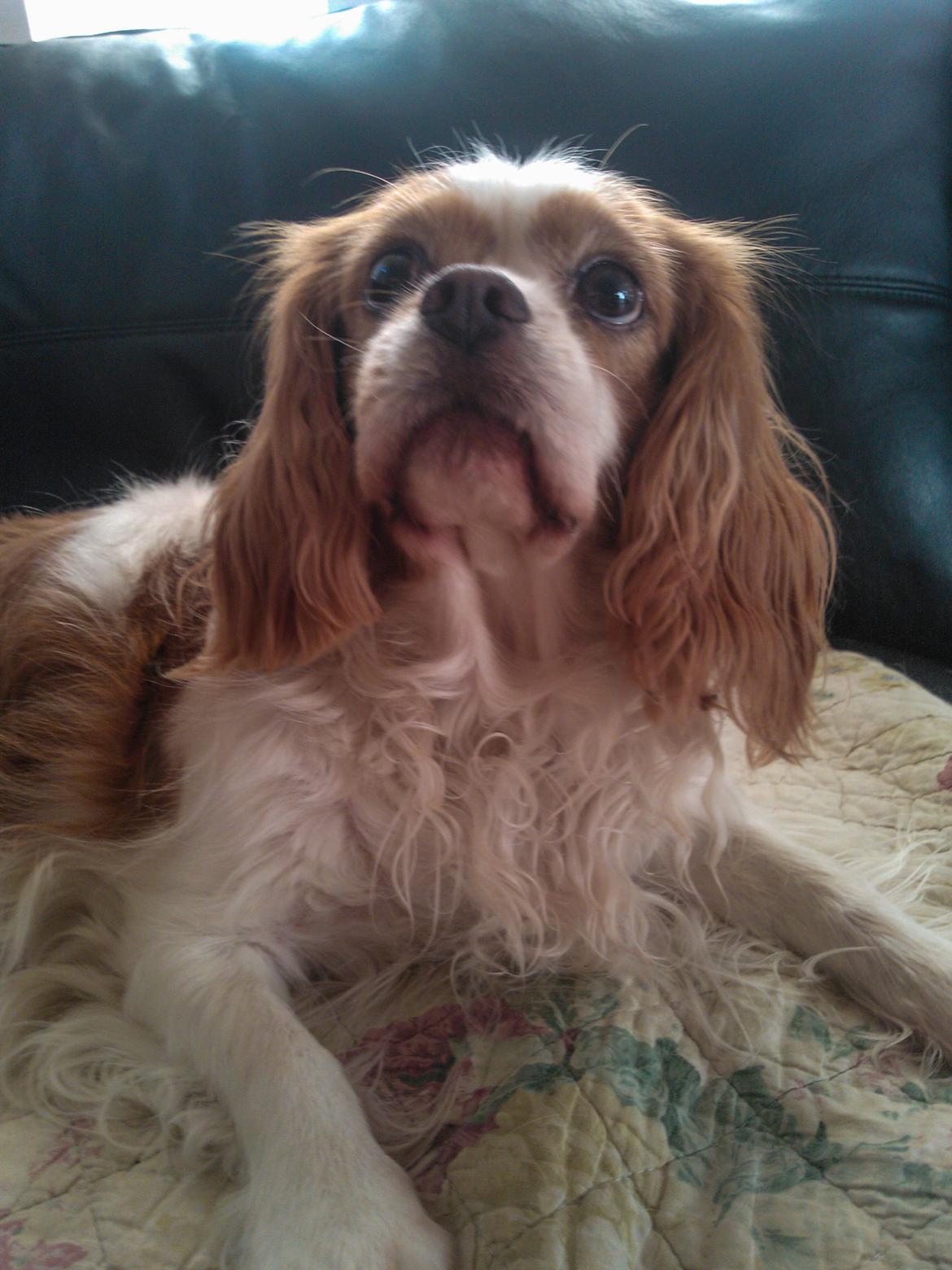 Cavalier king charles spaniel Amanda billede 6