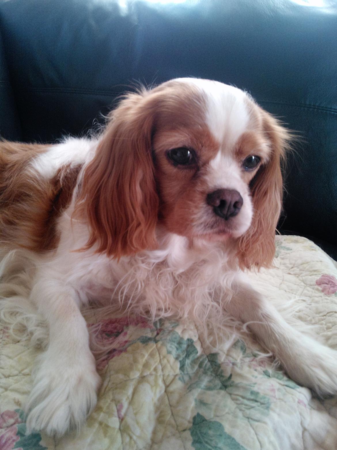 Cavalier king charles spaniel Amanda billede 7