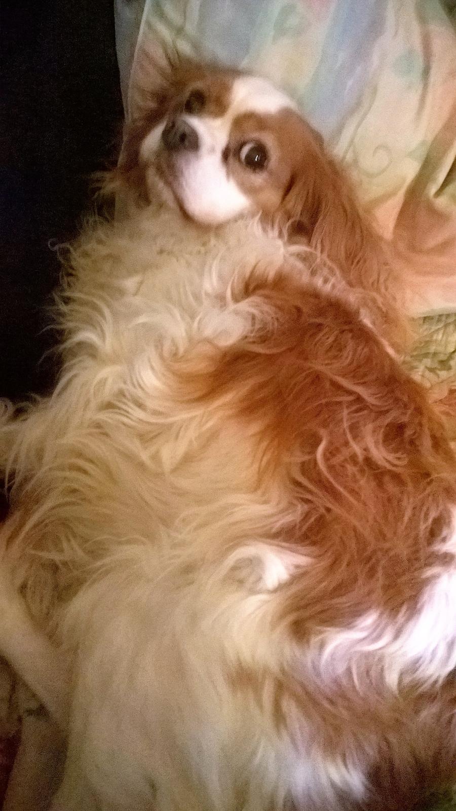 Cavalier king charles spaniel Amanda - Pelsbunken Amanda - sådan går det, når man er steriliseret billede 8