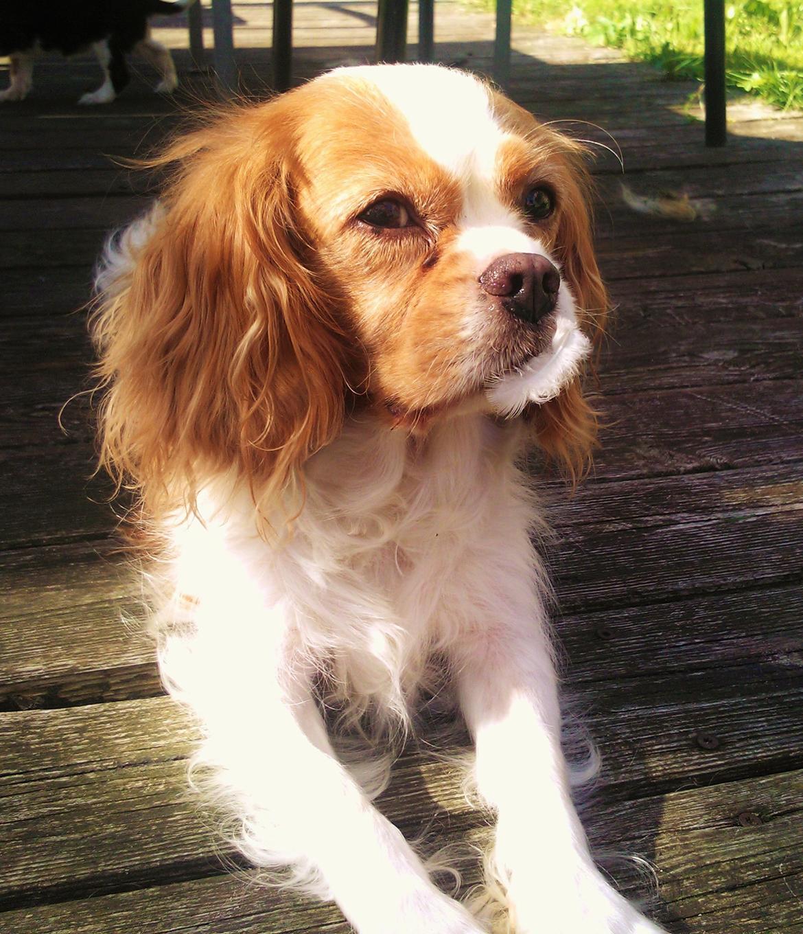 Cavalier king charles spaniel Amanda - Amanda med en lille fjer på billede 5