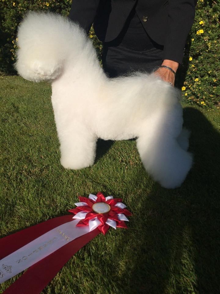 Bichon à poil frisé Cesco billede 5