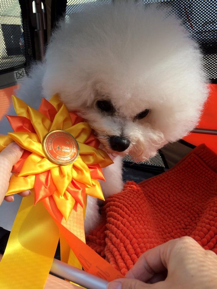 Bichon à poil frisé Cesco billede 6