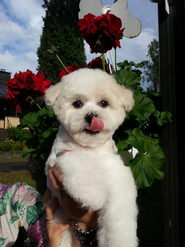 Bichon à poil frisé Cesco billede 1