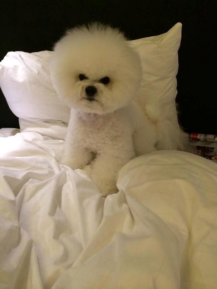 Bichon à poil frisé Cesco billede 3
