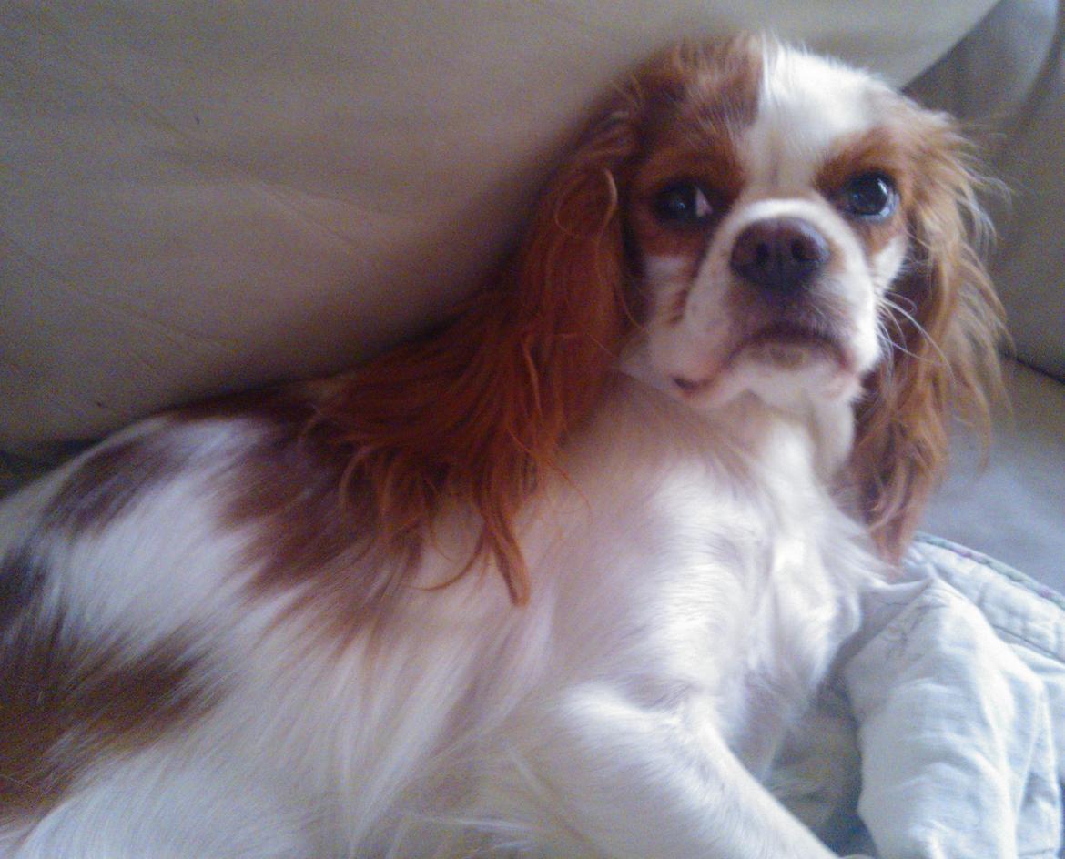 Cavalier king charles spaniel Emma billede 2
