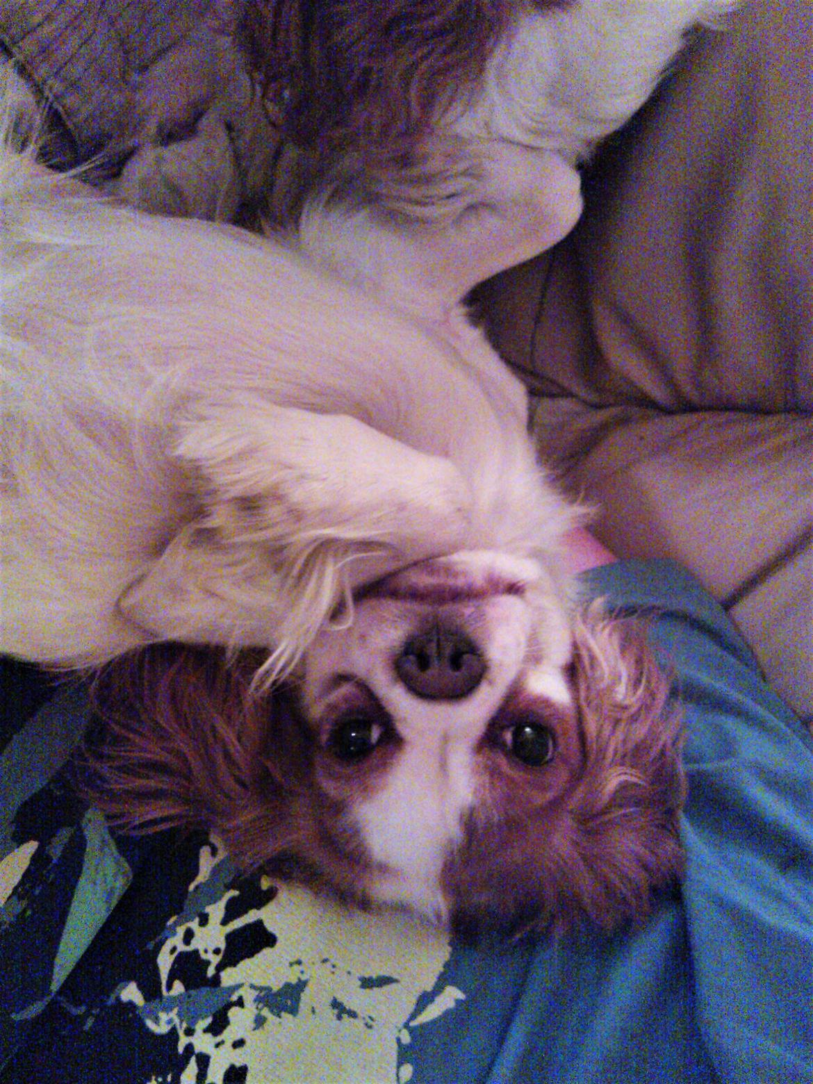 Cavalier king charles spaniel Emma billede 1