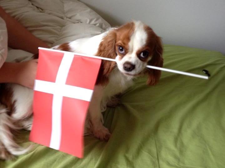 Cavalier king charles spaniel Emma billede 3