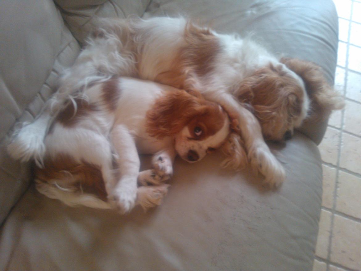 Cavalier king charles spaniel Emma billede 4