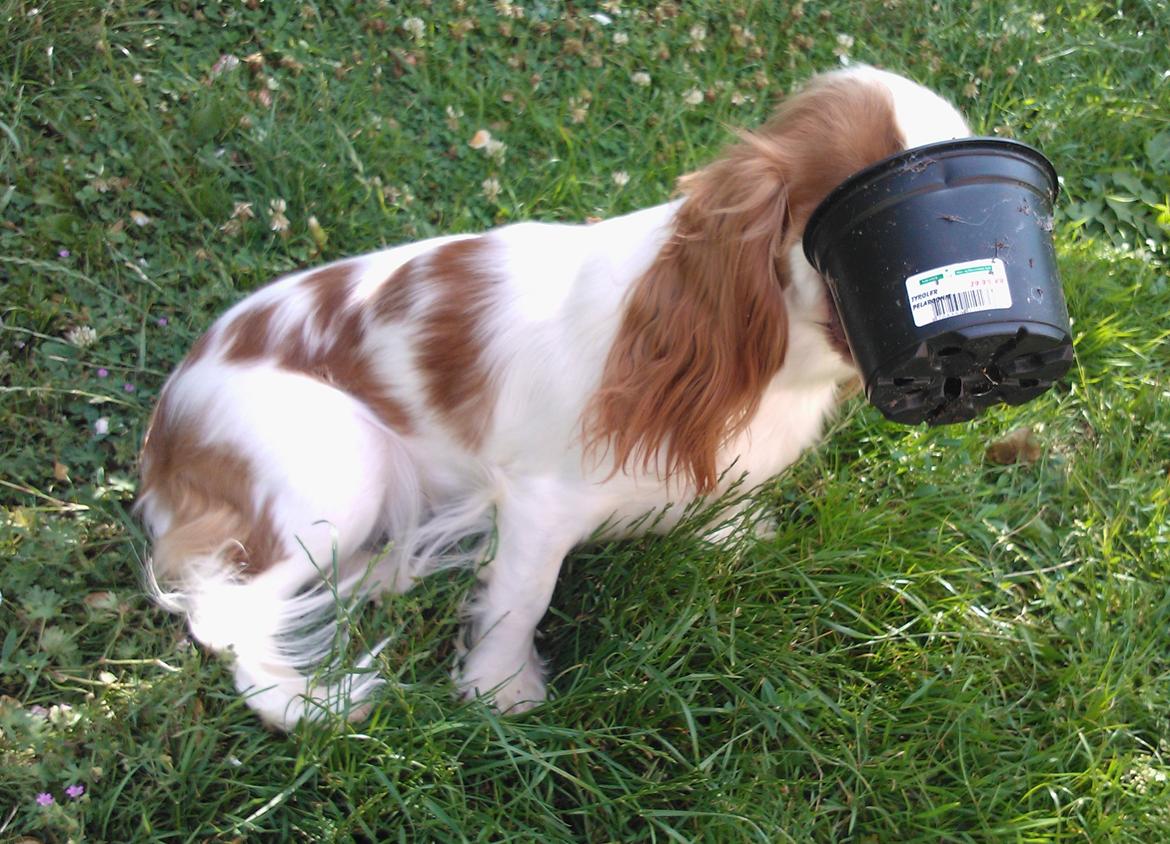 Cavalier king charles spaniel Emma billede 6