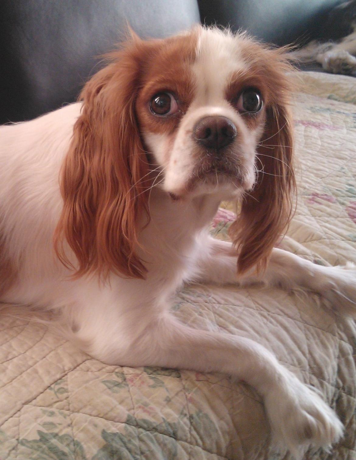 Cavalier king charles spaniel Emma billede 7