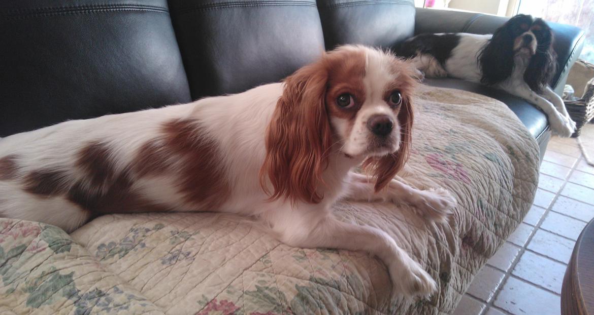 Cavalier king charles spaniel Emma billede 8