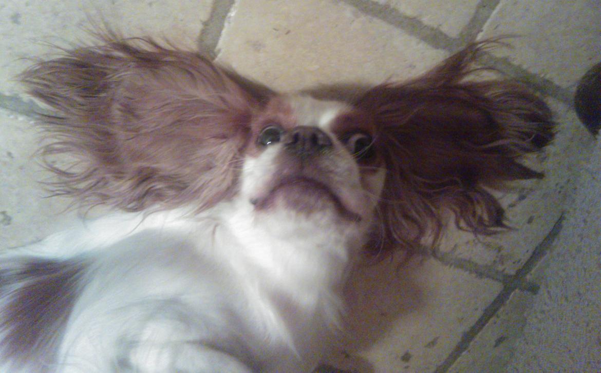 Cavalier king charles spaniel Emma billede 9