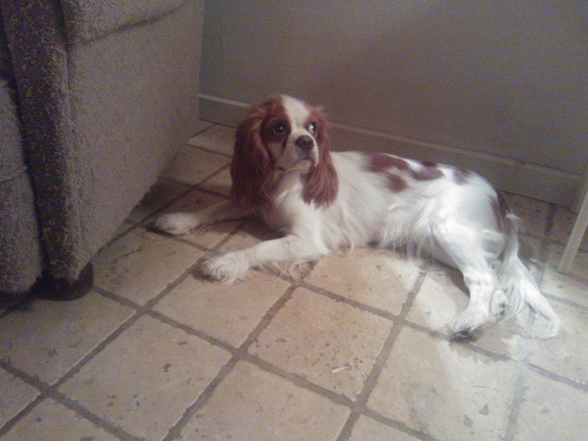 Cavalier king charles spaniel Emma billede 10