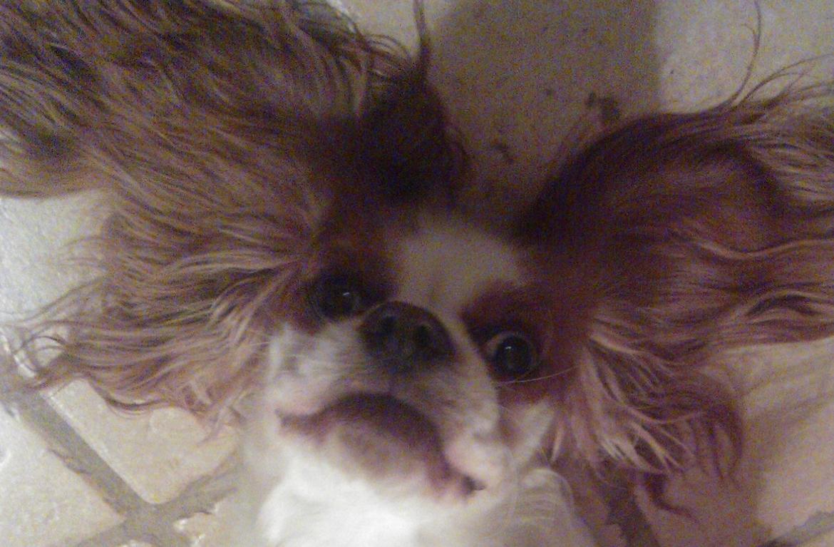 Cavalier king charles spaniel Emma billede 11