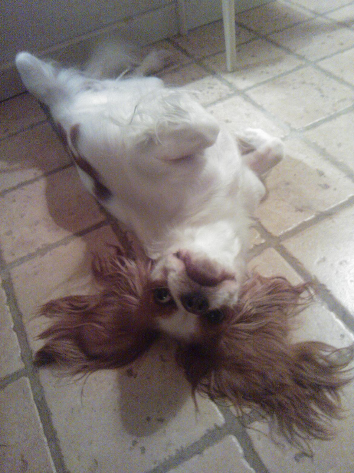 Cavalier king charles spaniel Emma billede 12