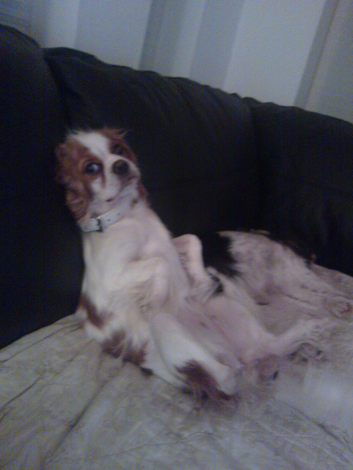 Cavalier king charles spaniel Emma billede 13