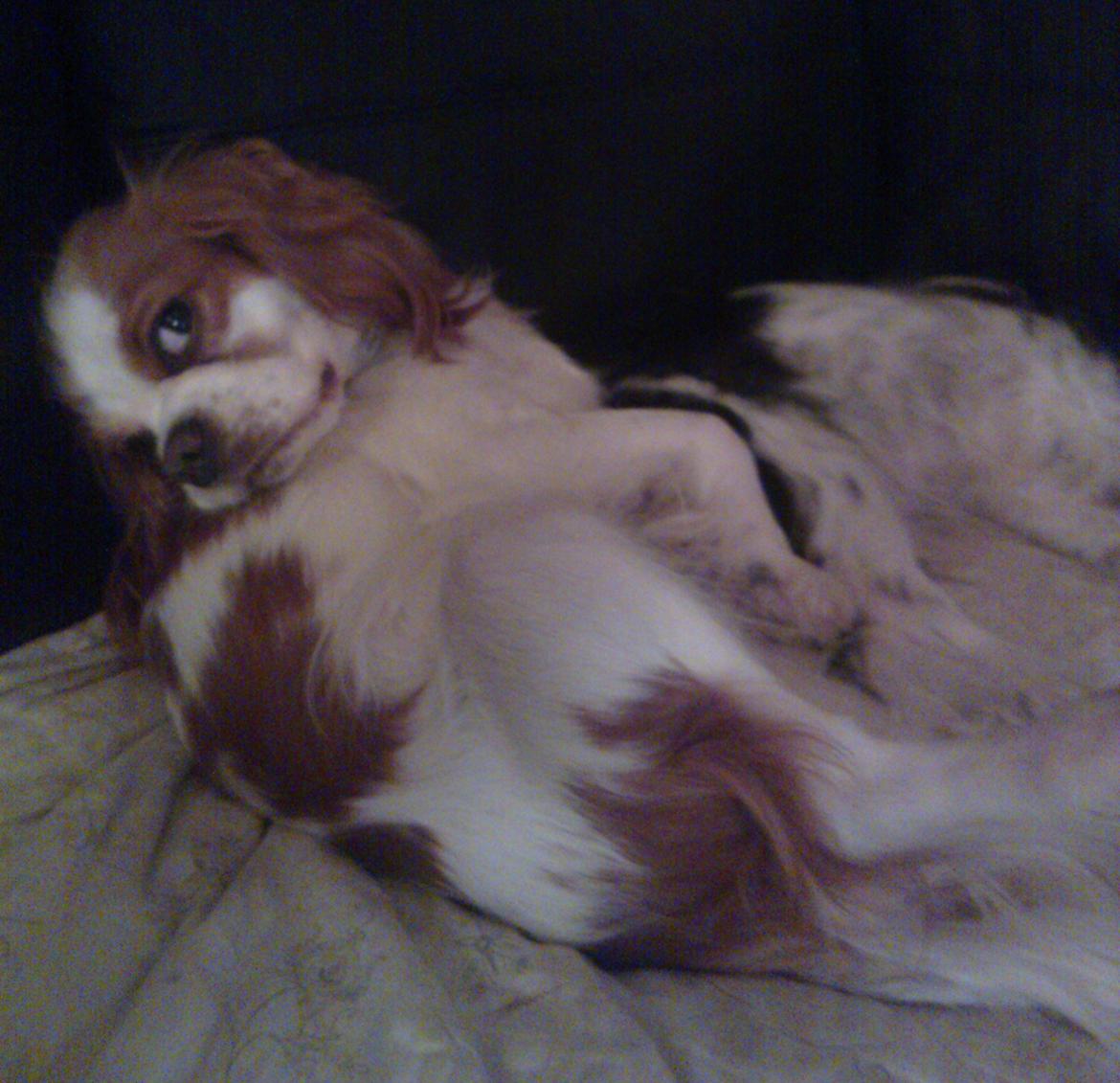 Cavalier king charles spaniel Emma billede 14