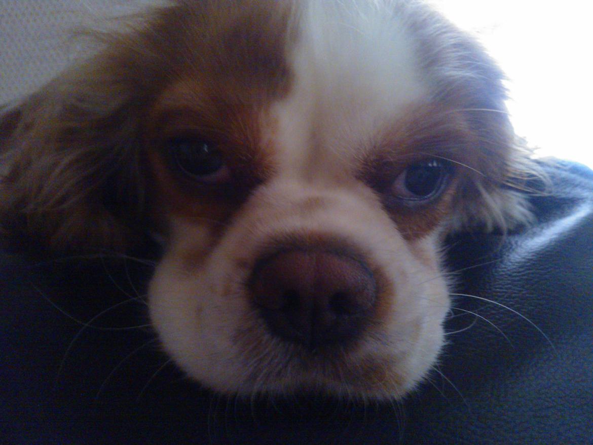 Cavalier king charles spaniel Emma billede 15