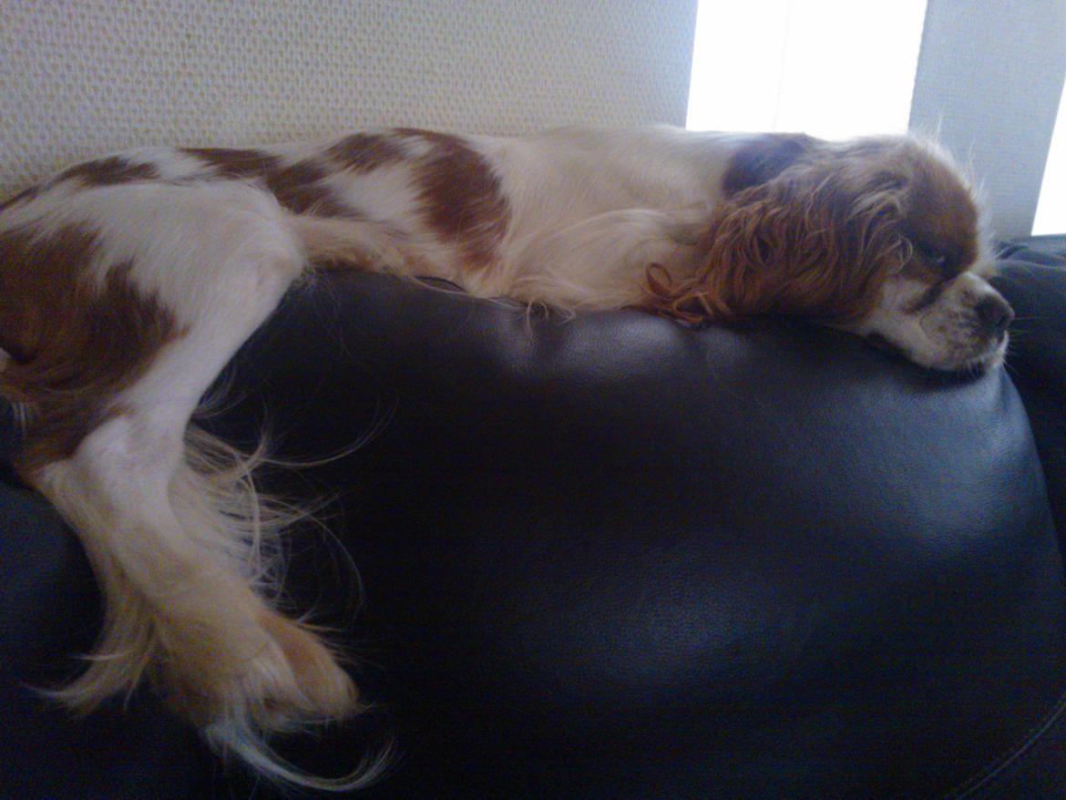 Cavalier king charles spaniel Emma billede 16