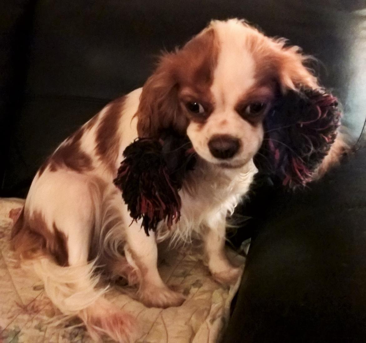 Cavalier king charles spaniel Emma billede 17