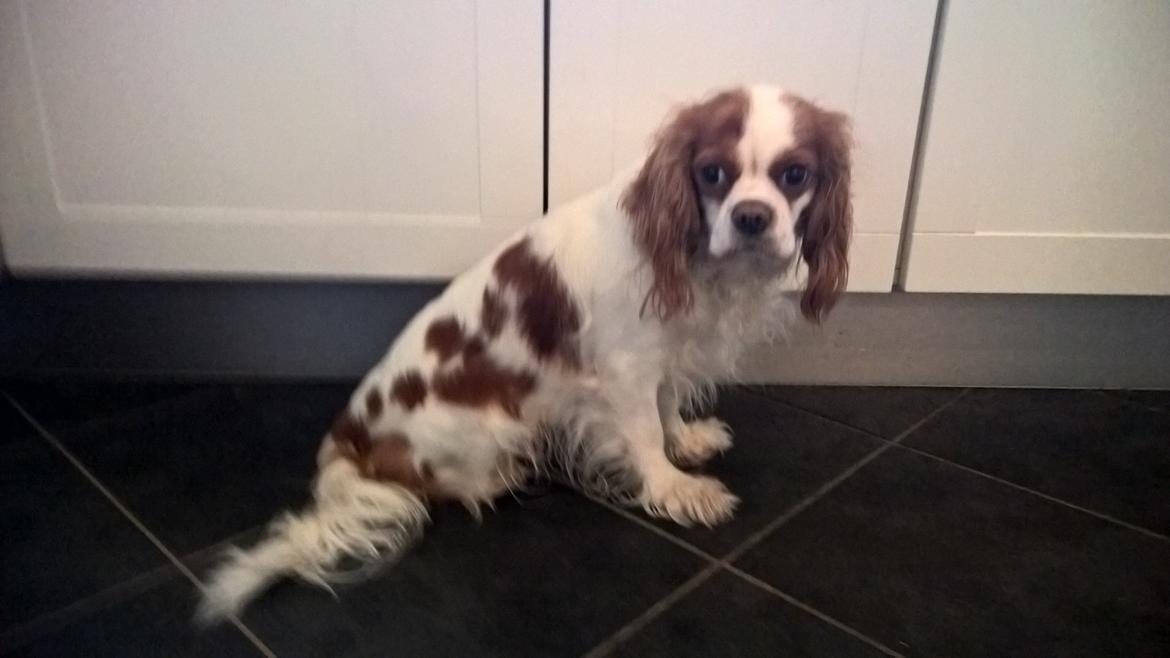 Cavalier king charles spaniel Emma billede 18