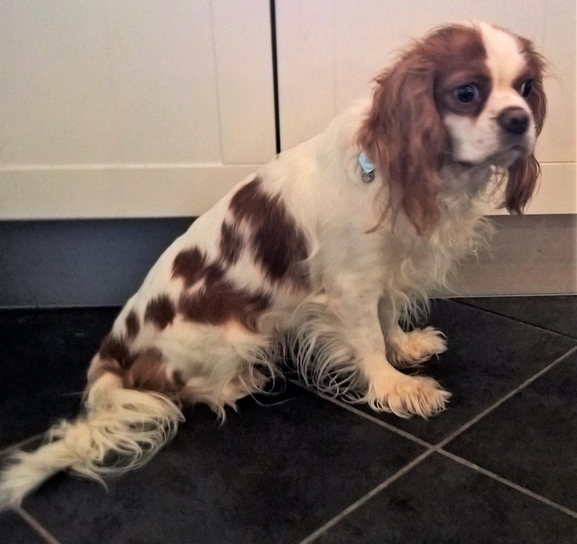Cavalier king charles spaniel Emma billede 19