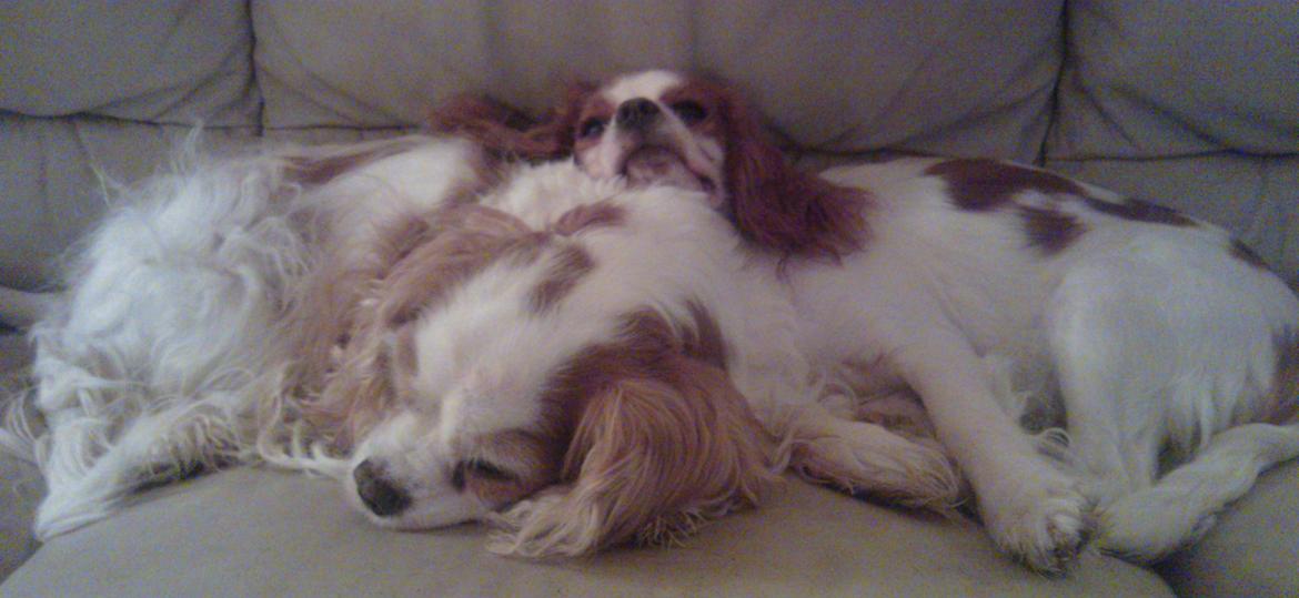 Cavalier king charles spaniel Emma billede 5