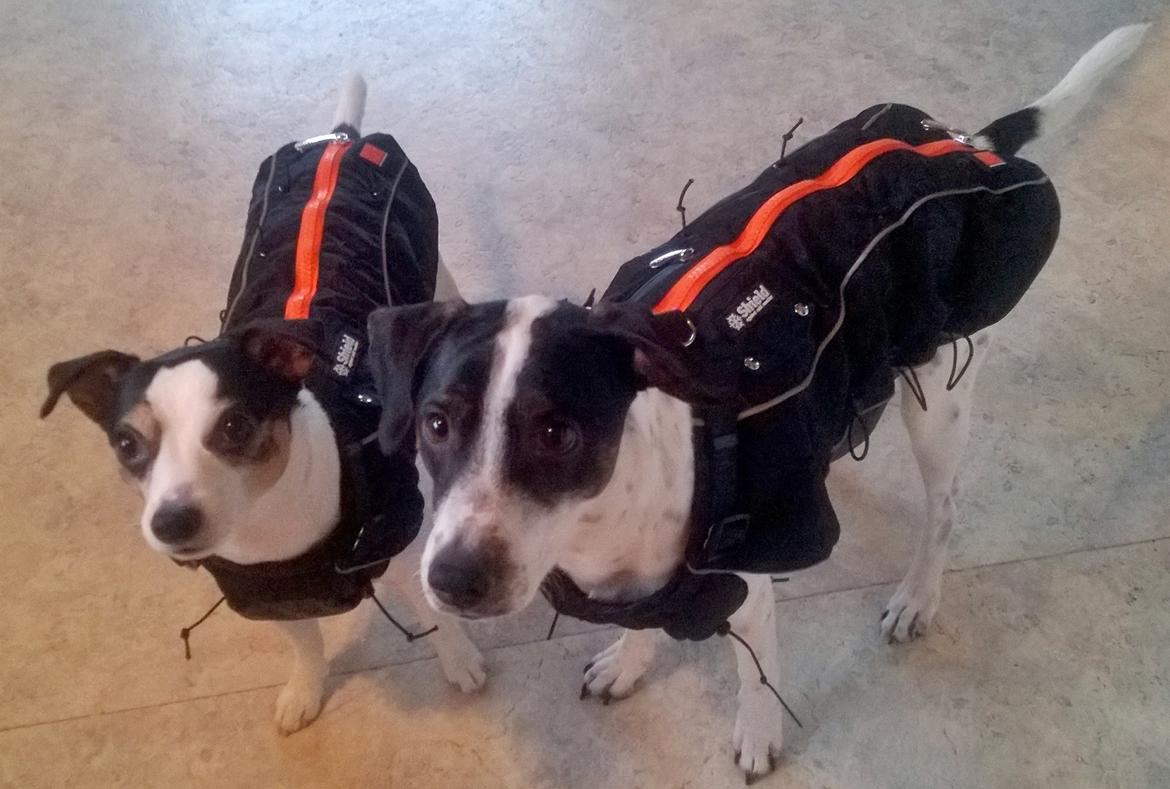 Blanding af racer Marley billede 7