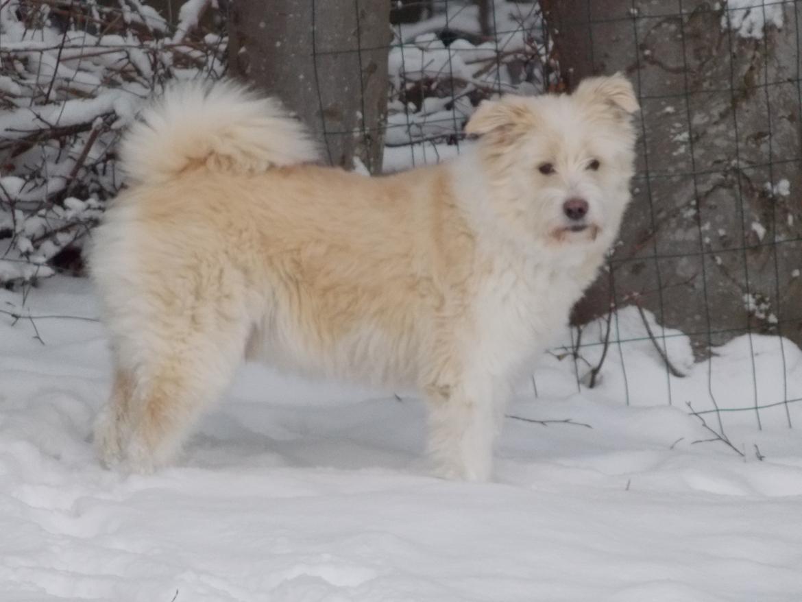 Blanding af racer Marley billede 3