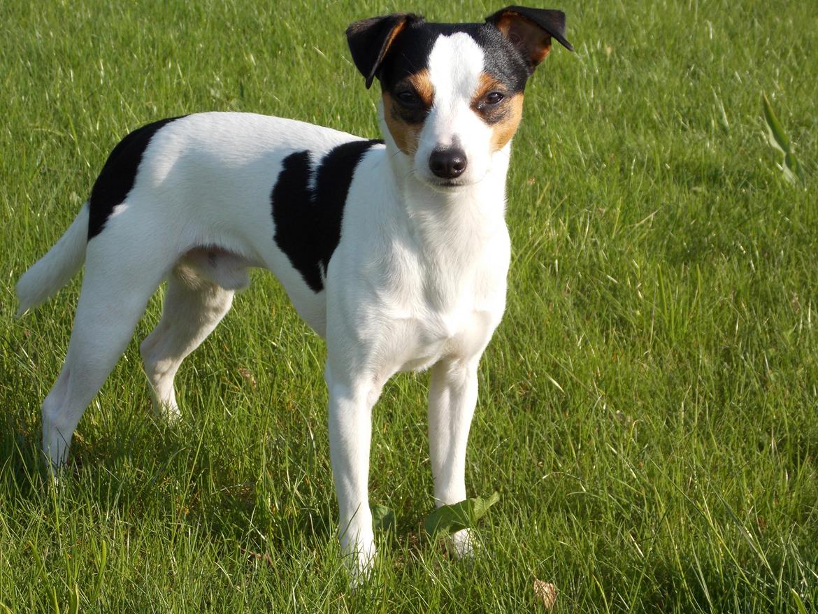 Blanding af racer Marley billede 4