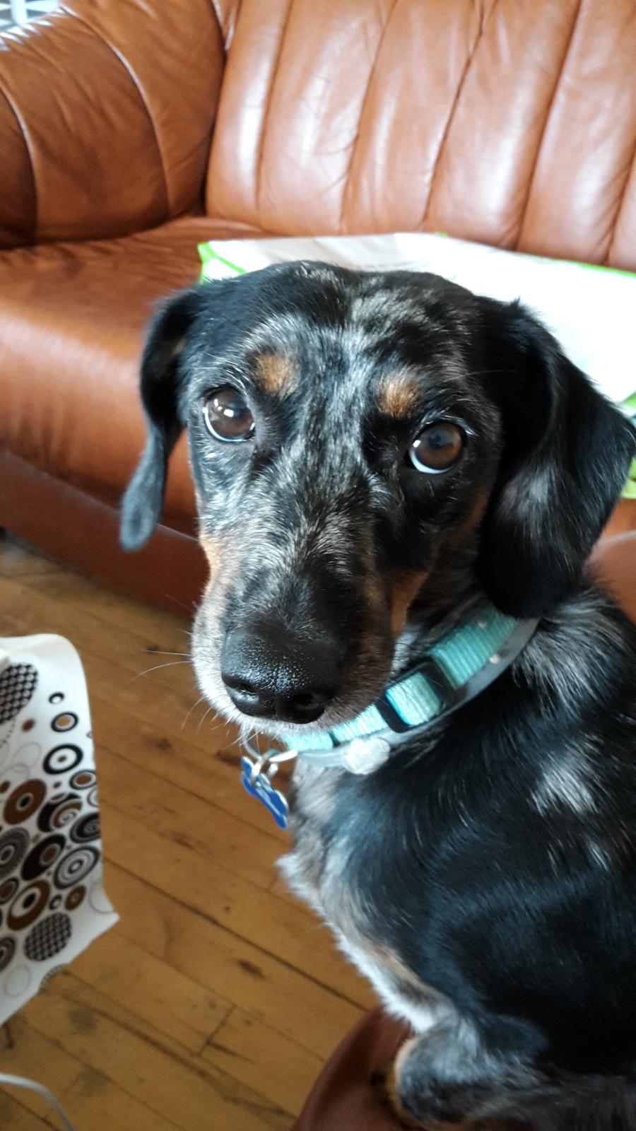 Blanding af racer Cimba - Smukke smukke Cimba billede 1