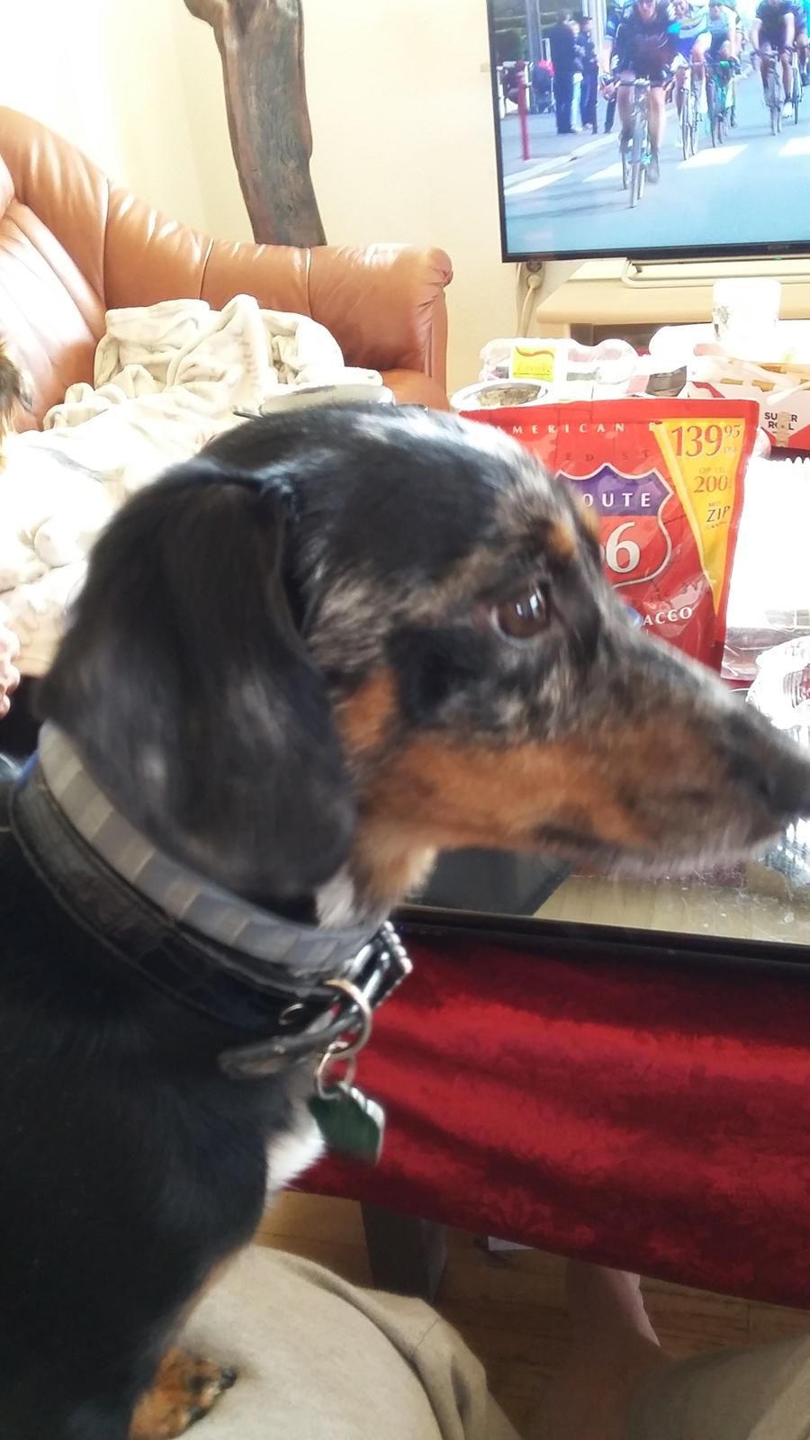 Blanding af racer Cimba - Cimba i profil. billede 2