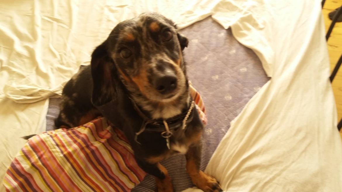 Blanding af racer Cimba - Ups.... Taget på fersk gerning billede 3