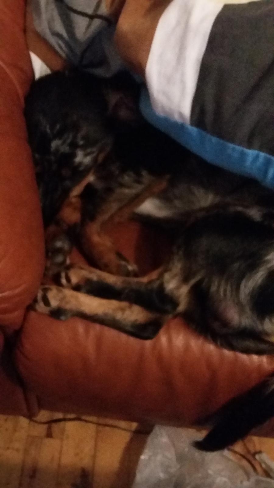 Blanding af racer Cimba - Der snorkes billede 4