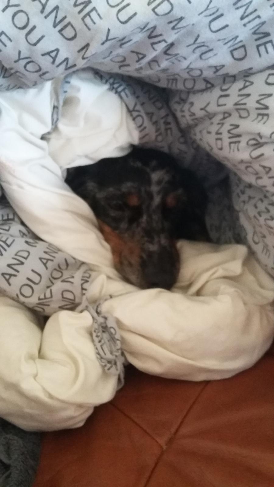 Blanding af racer Cimba - At ligge under mors dyne - luxus!! billede 5