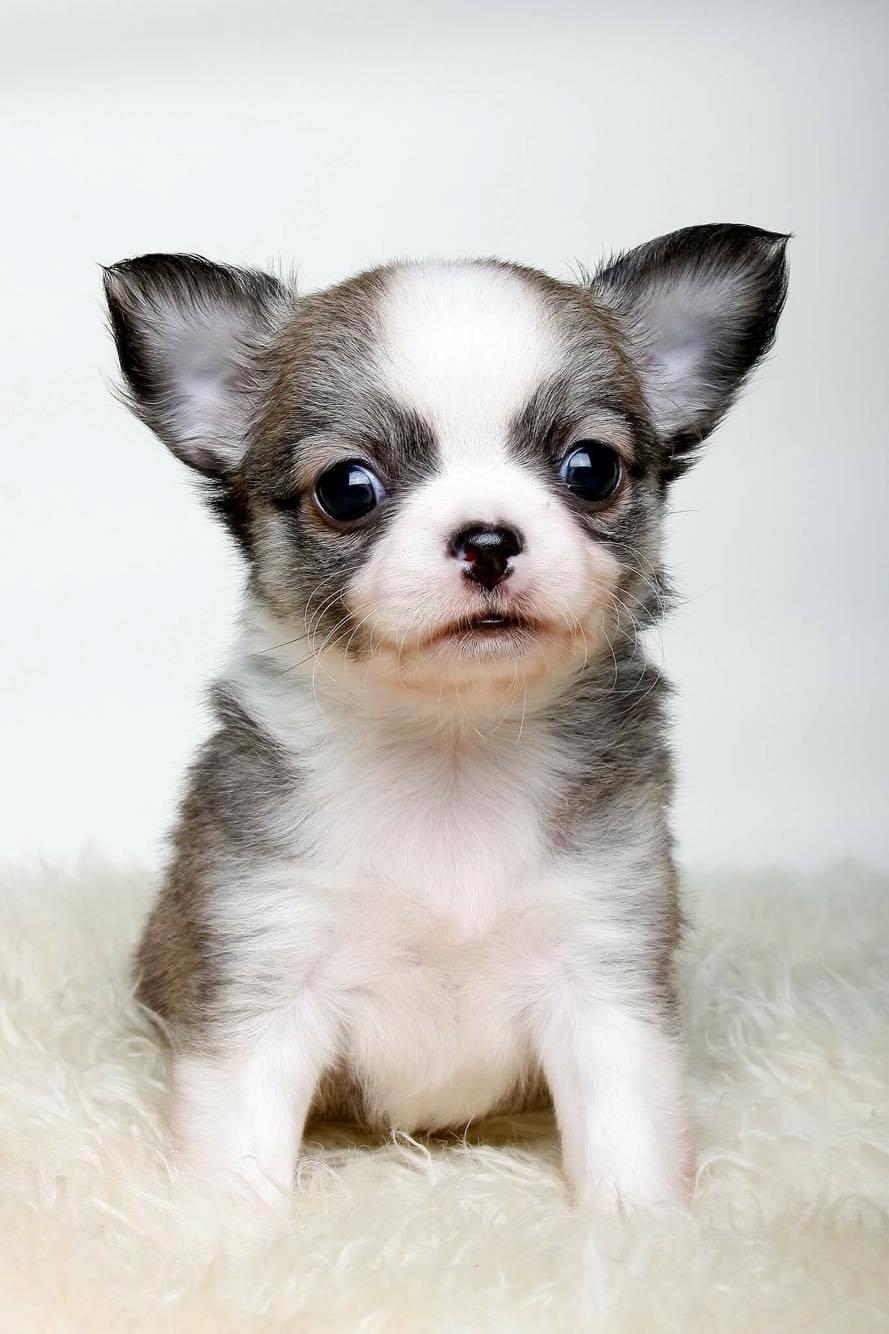 Chihuahua Nibian's Unik Raphael billede 1