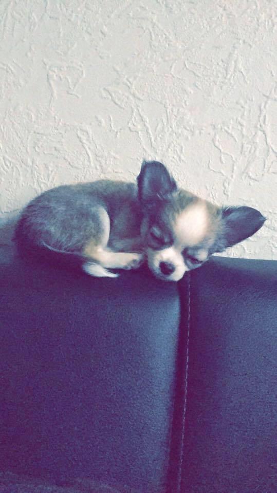 Chihuahua Nibian's Unik Raphael billede 3