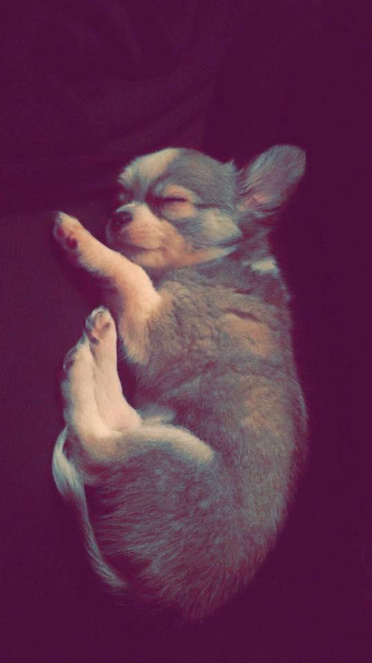 Chihuahua Nibian's Unik Raphael billede 4