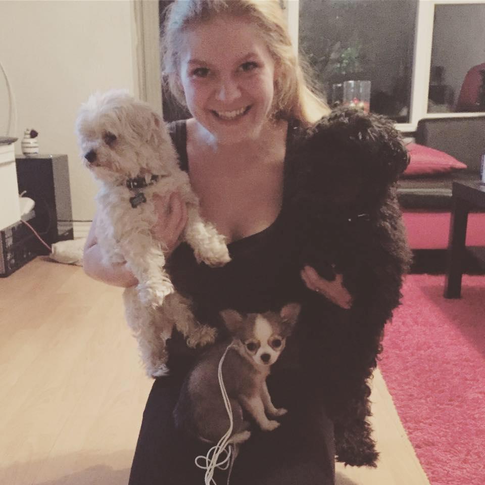 Chihuahua Nibian's Unik Raphael billede 5