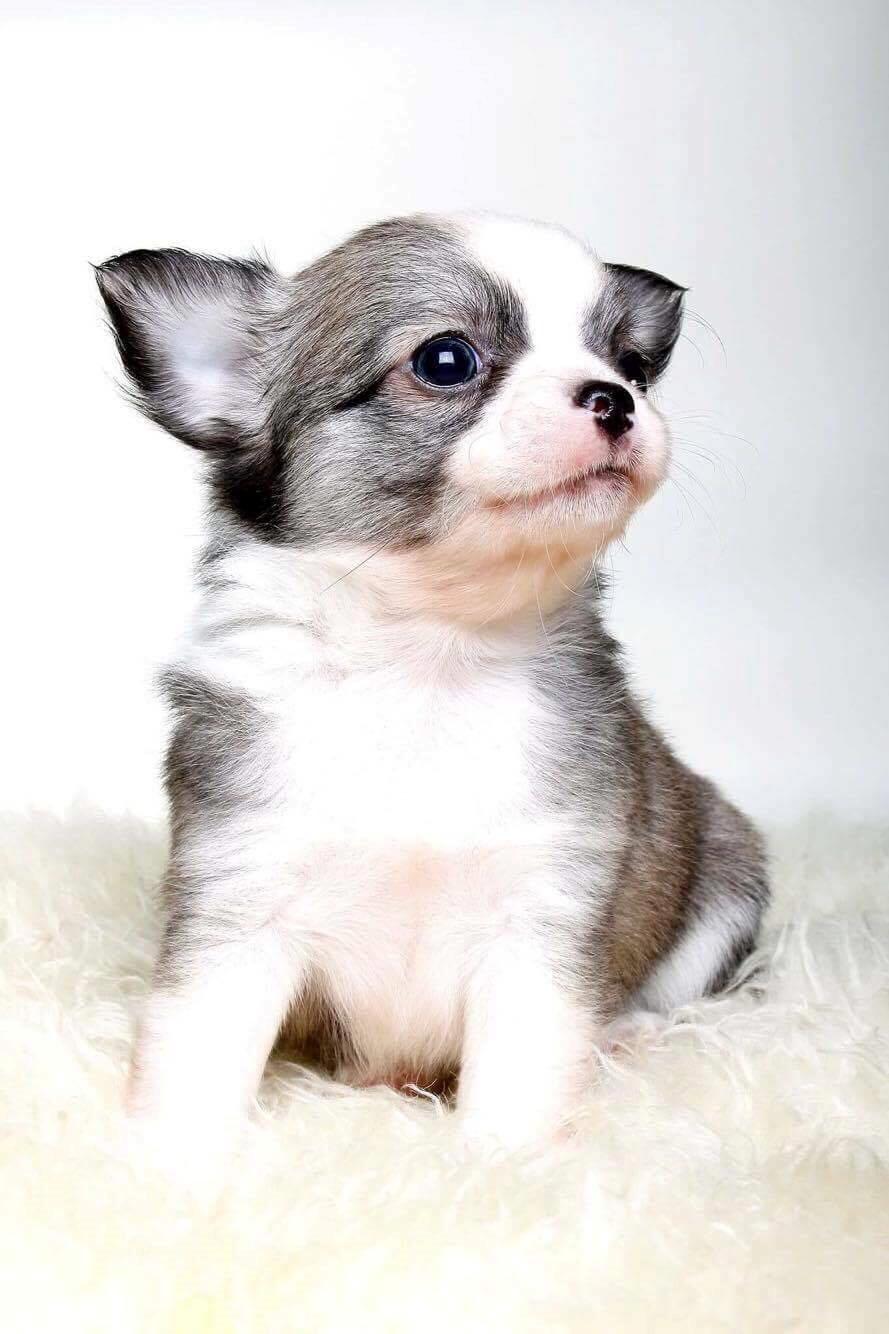 Chihuahua Nibian's Unik Raphael billede 2