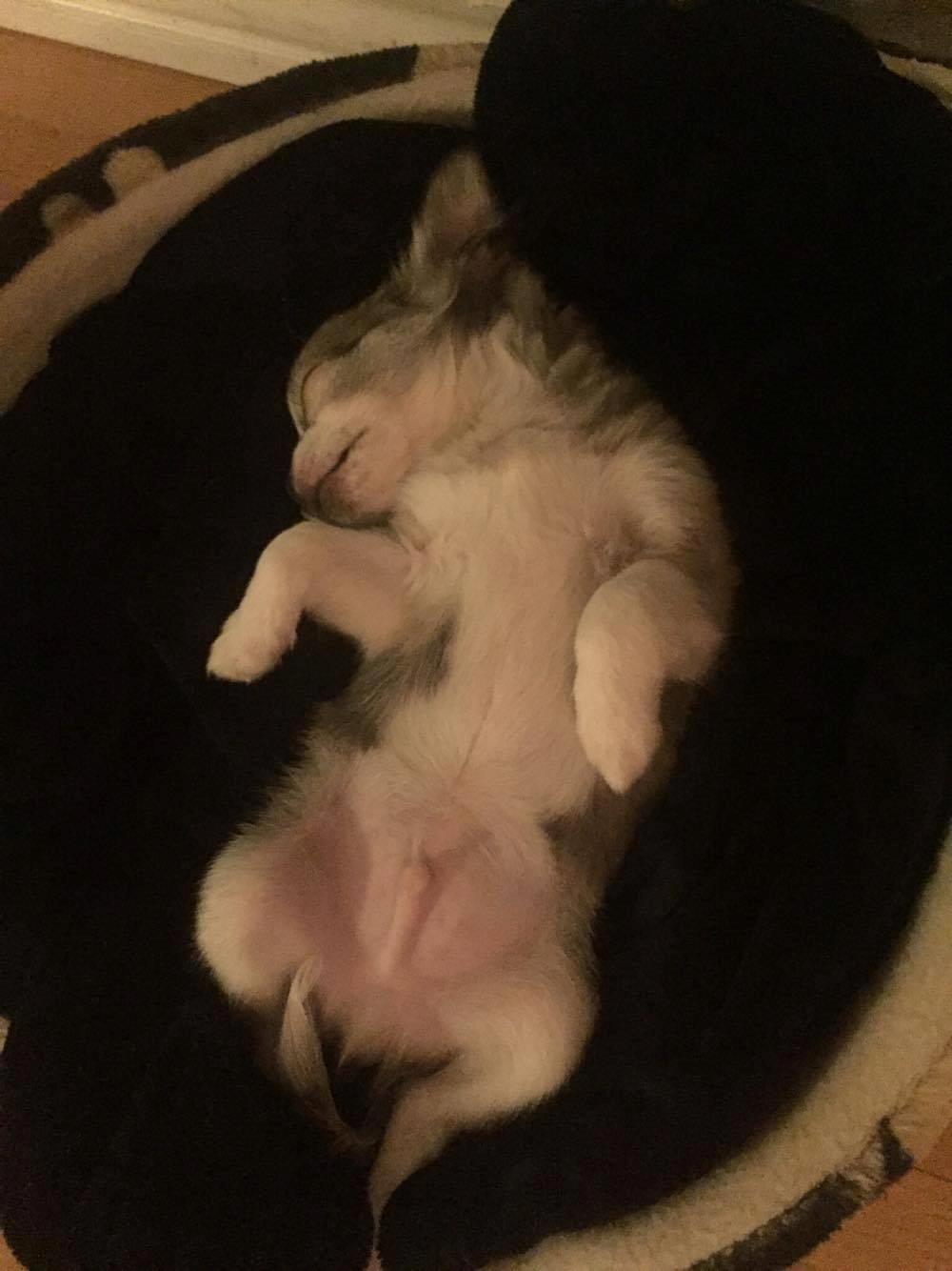 Chihuahua Nibian's Unik Raphael billede 6