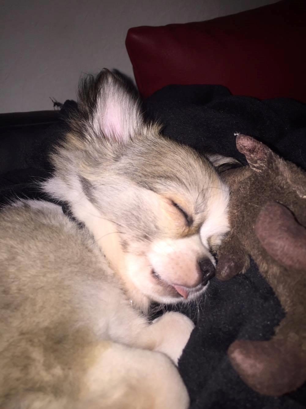 Chihuahua Nibian's Unik Raphael billede 8