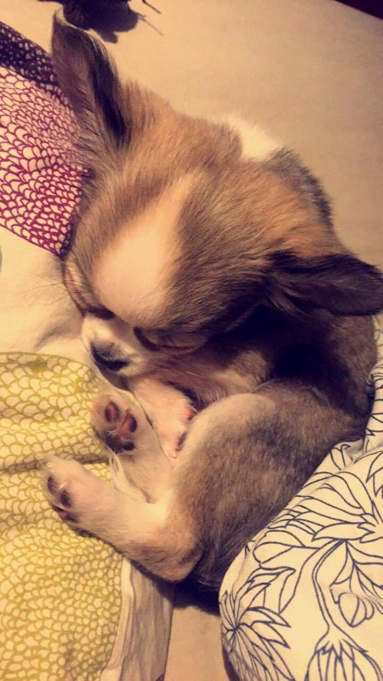 Chihuahua Nibian's Unik Raphael billede 9