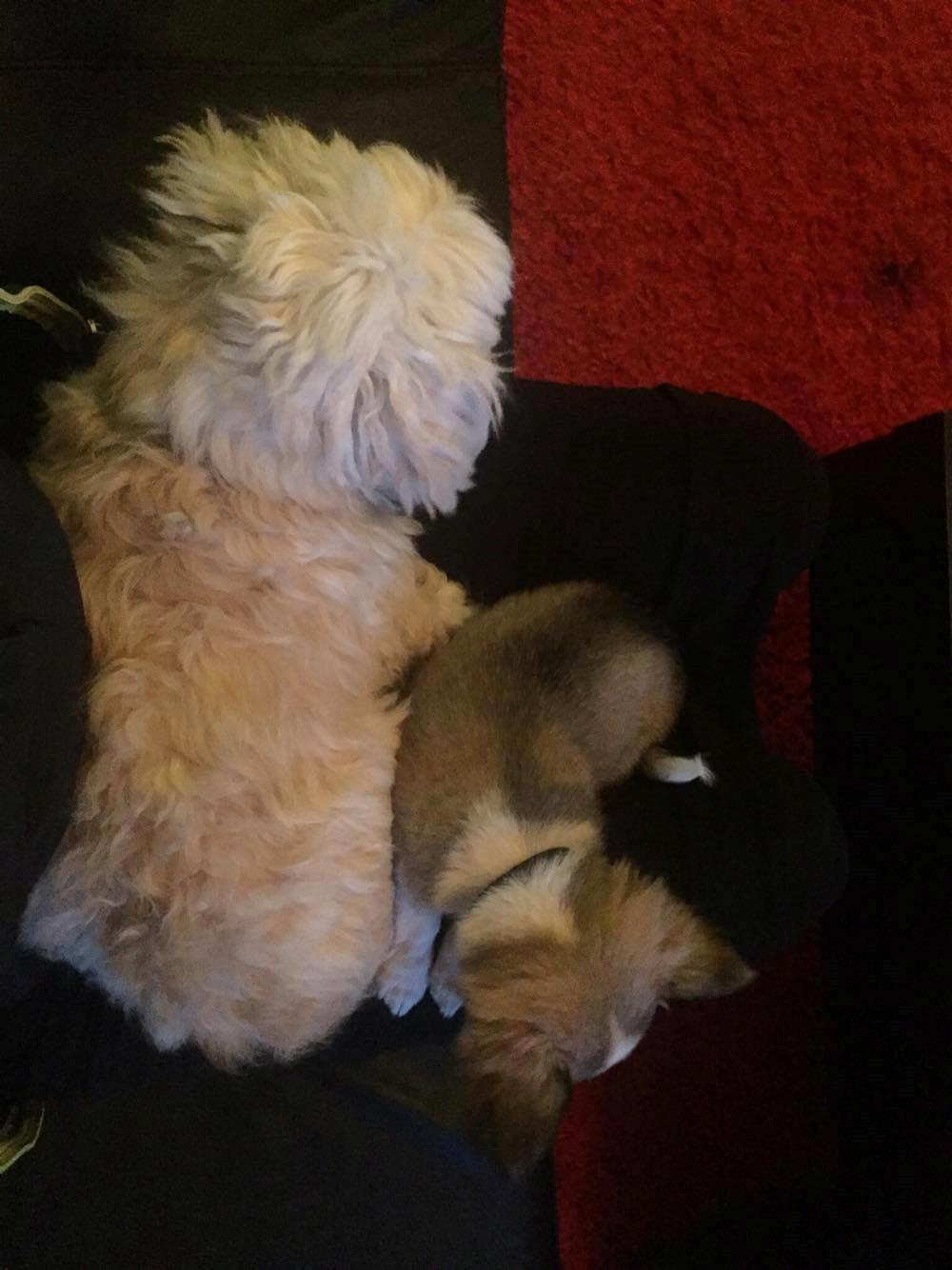 Chihuahua Nibian's Unik Raphael billede 10