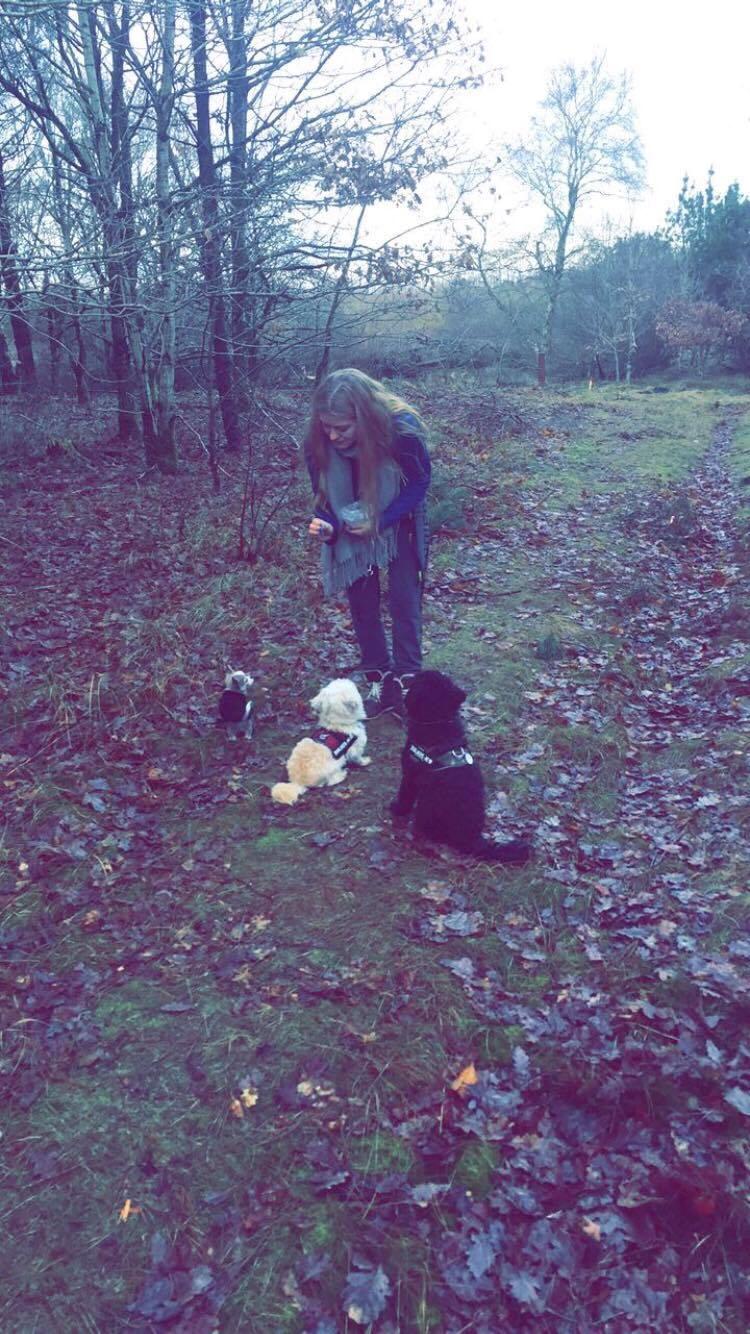 Chihuahua Nibian's Unik Raphael billede 11