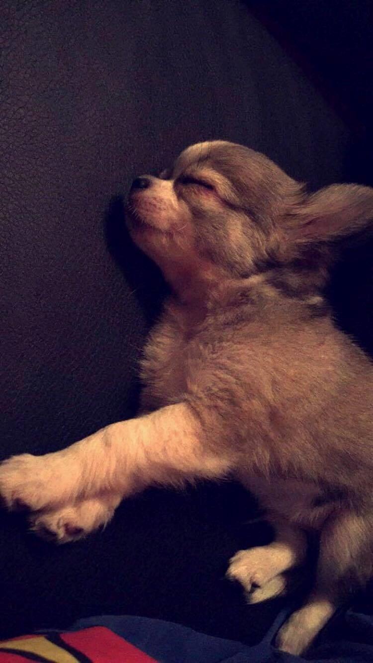 Chihuahua Nibian's Unik Raphael billede 12