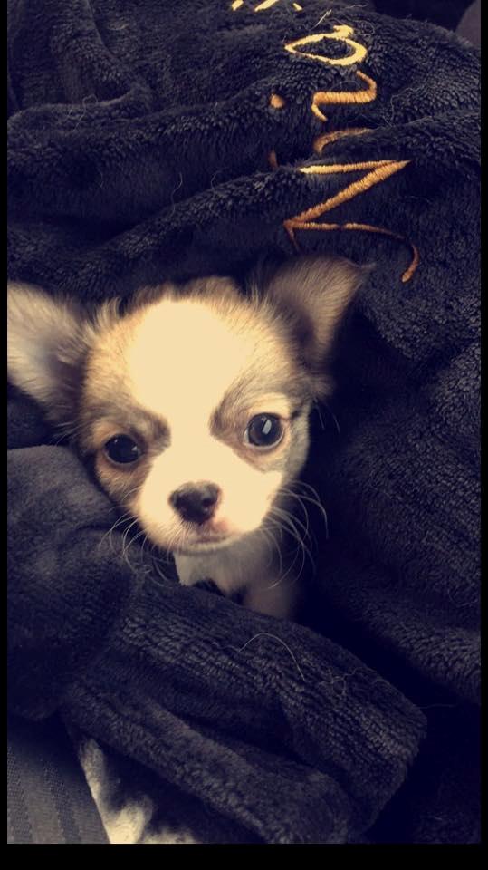 Chihuahua Nibian's Unik Raphael billede 7