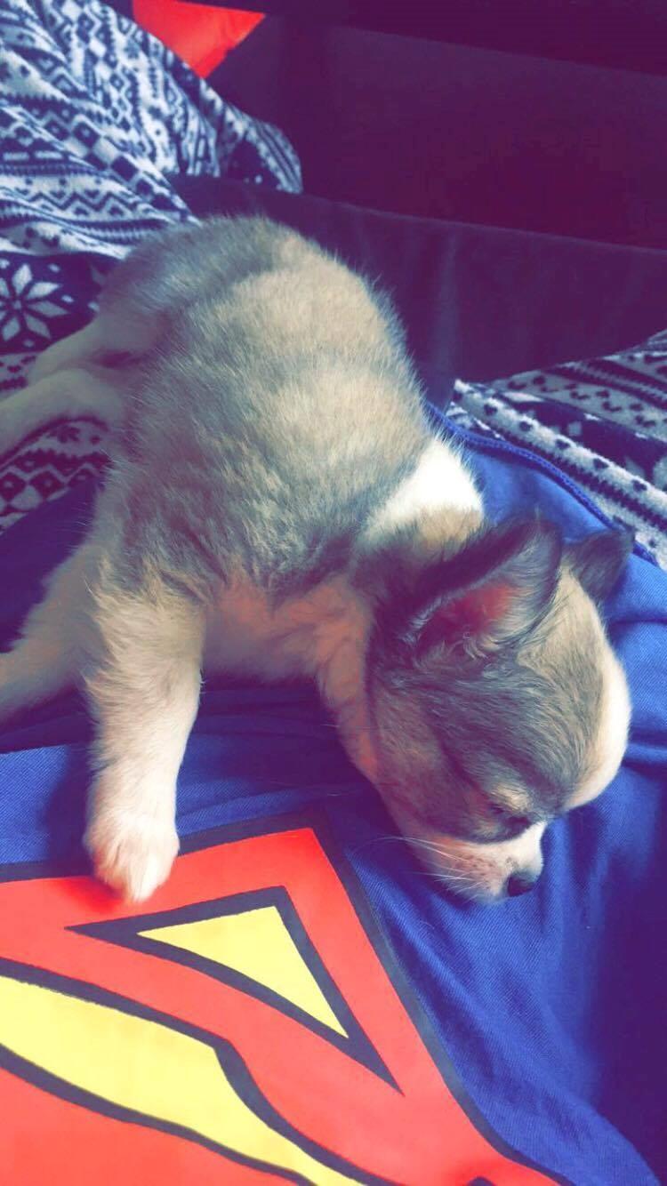 Chihuahua Nibian's Unik Raphael billede 13