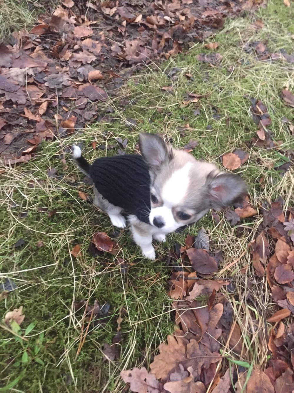 Chihuahua Nibian's Unik Raphael billede 15