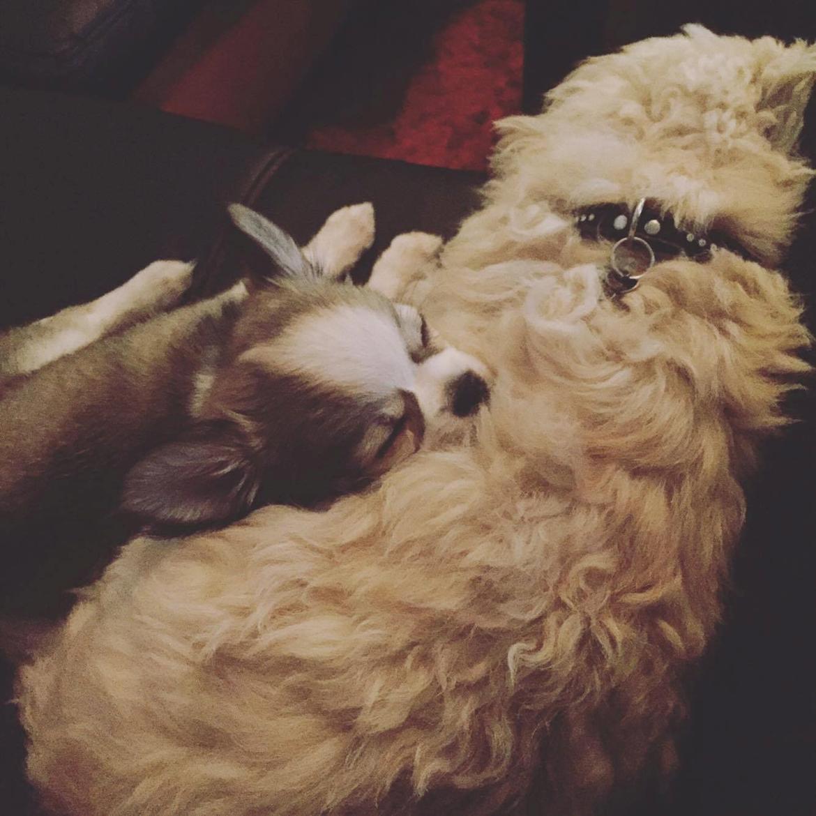 Chihuahua Nibian's Unik Raphael billede 16